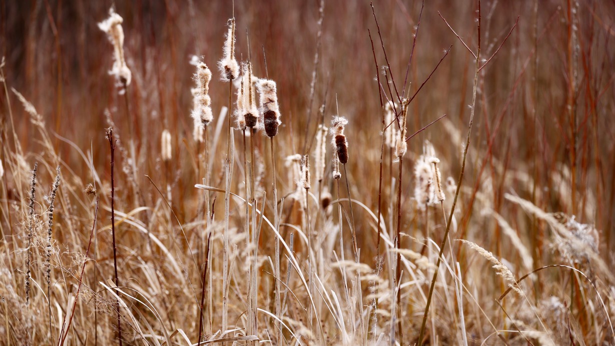 Krása tůní a mokřadů