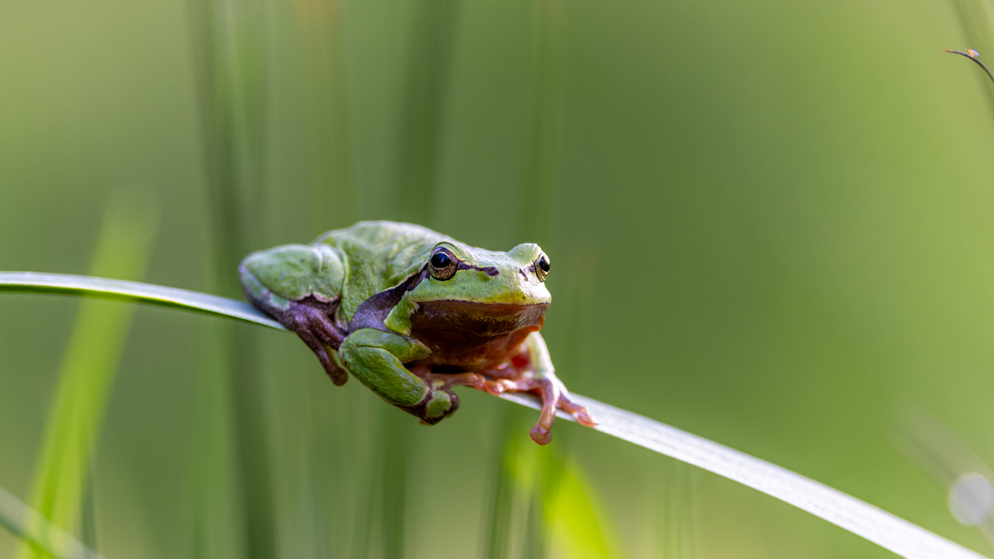 Biodiverzita na tůních a mokřadech 1