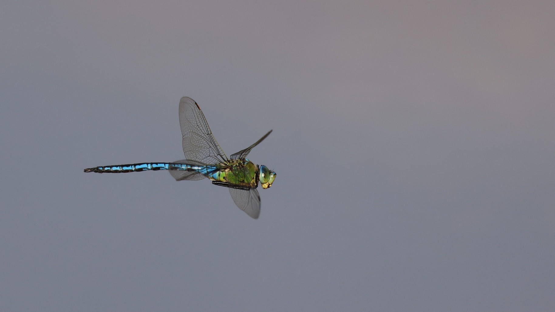 Biodiverzita na tůních a mokřadech 11