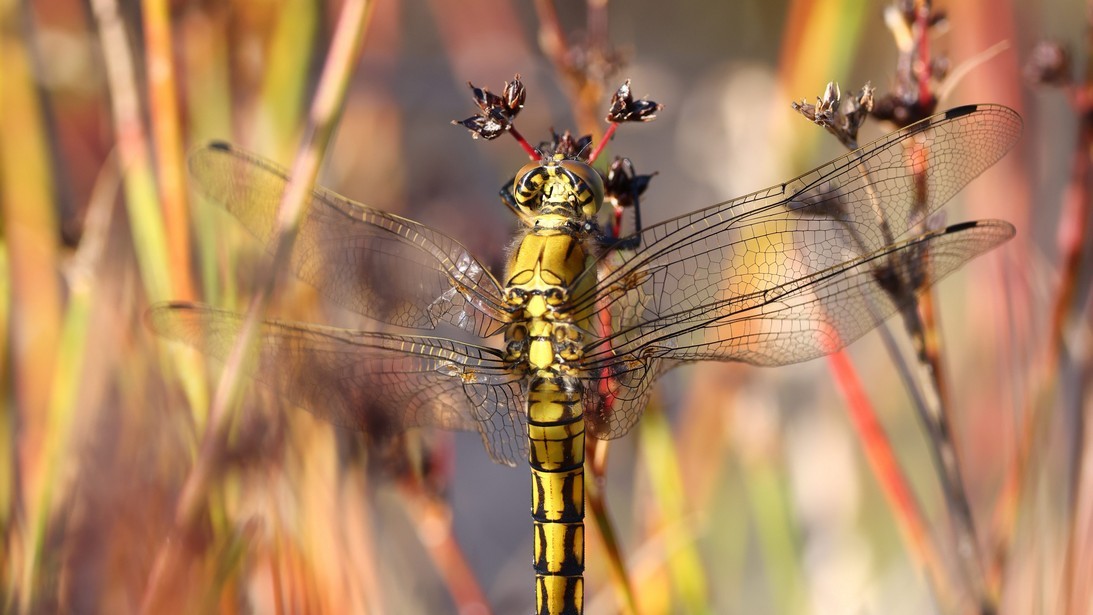 Biodiverzita na tůních a mokřadech 12