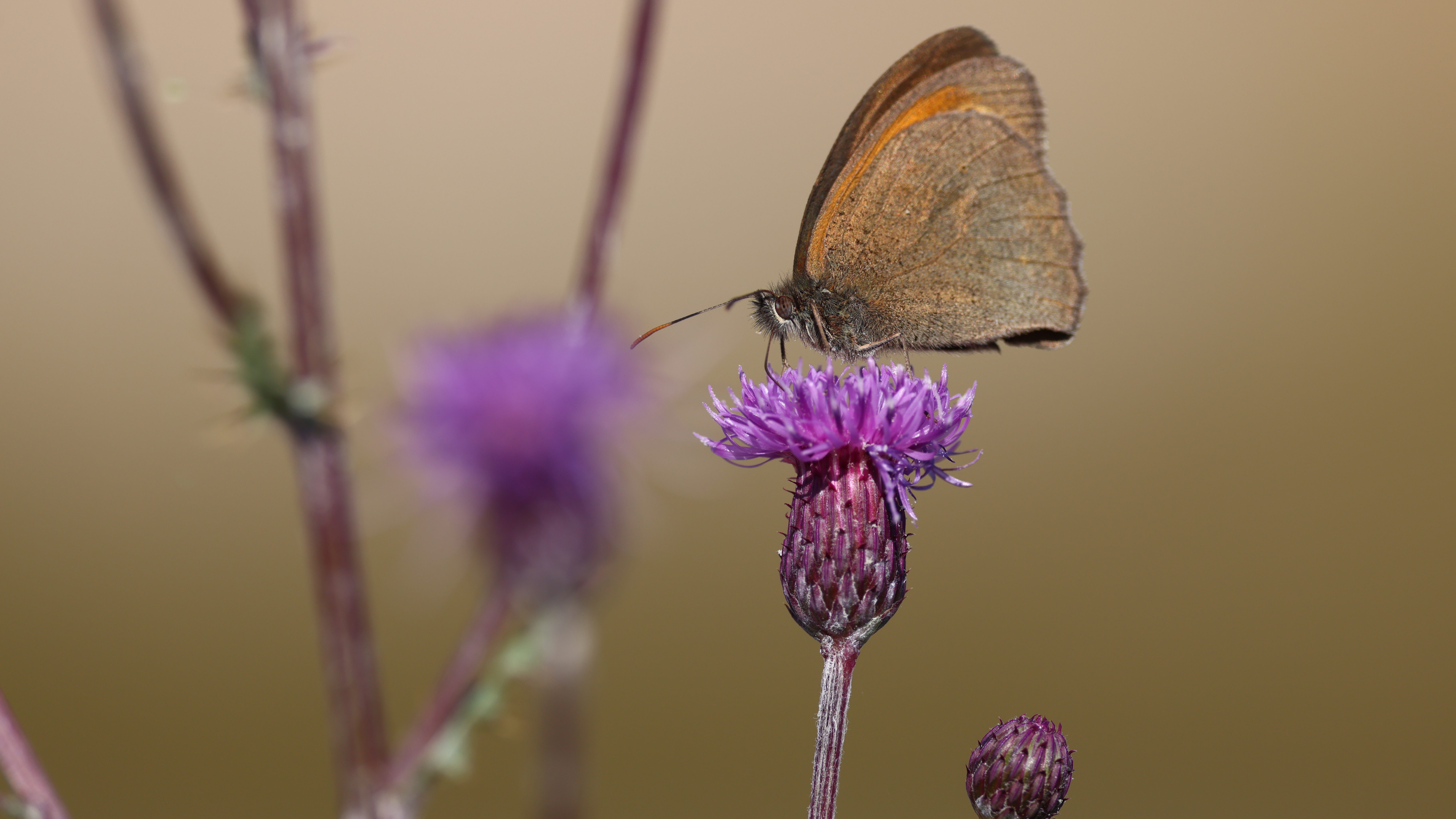 Biodiverzita na tůních a mokřadech 13