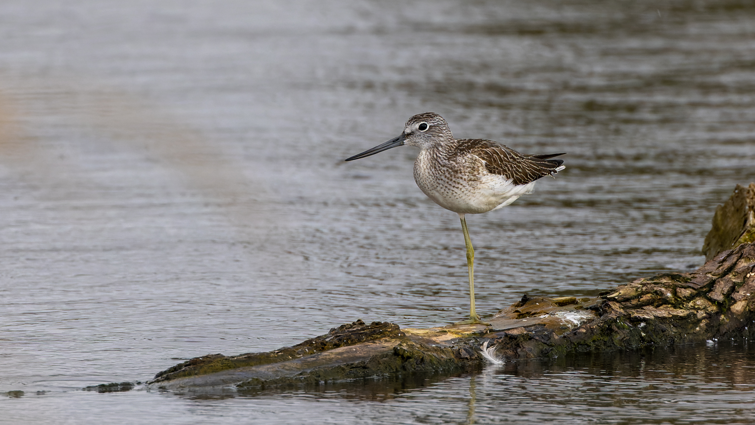 Biodiverzita na tůních a mokřadech 14