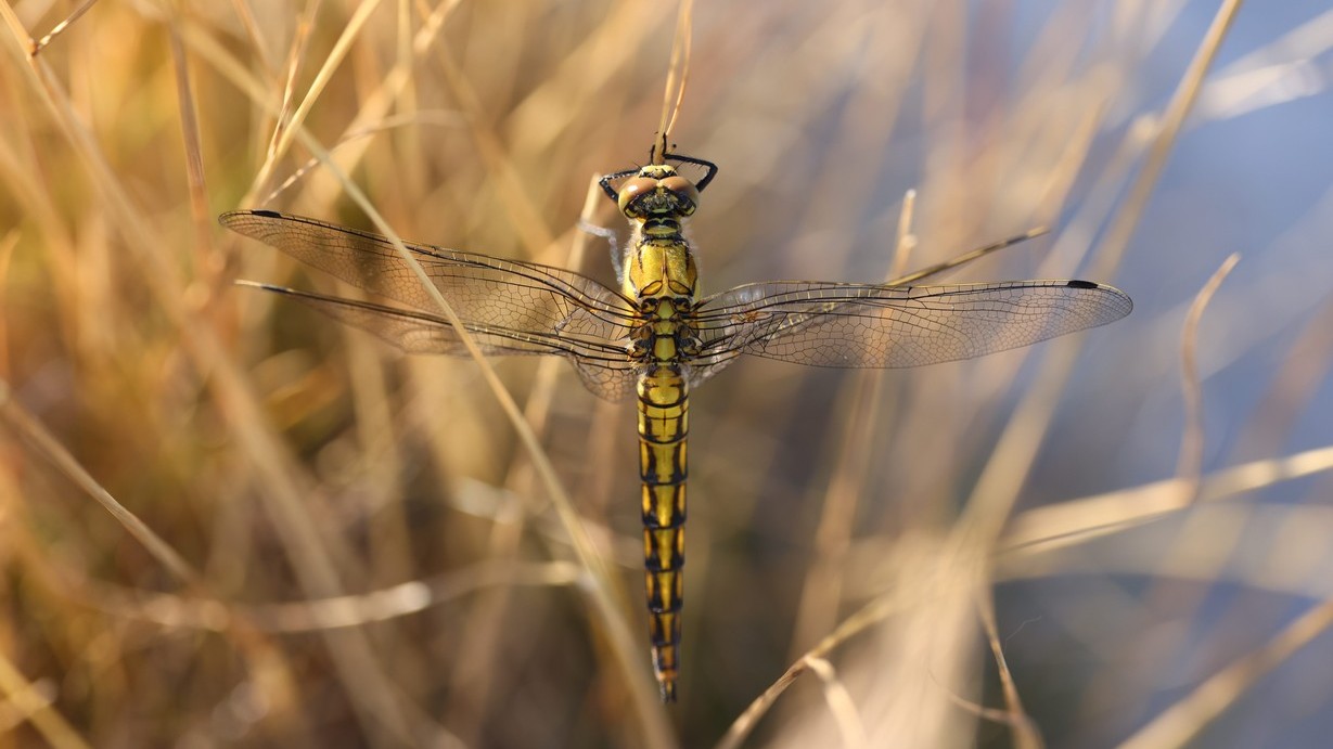 Biodiverzita na tůních a mokřadech 15