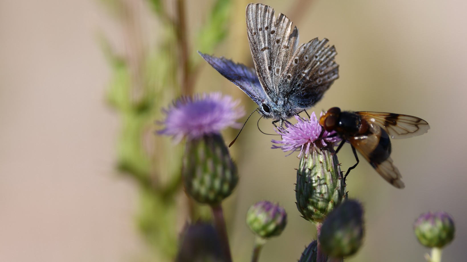 Biodiverzita na tůních a mokřadech 16