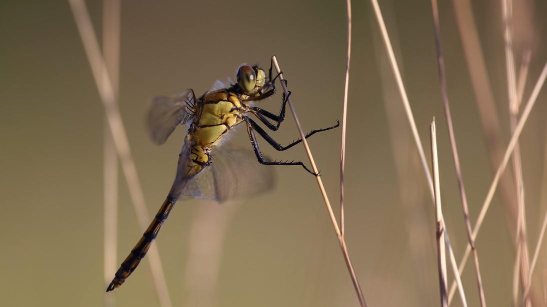 Biodiverzita na tůních a mokřadech 2