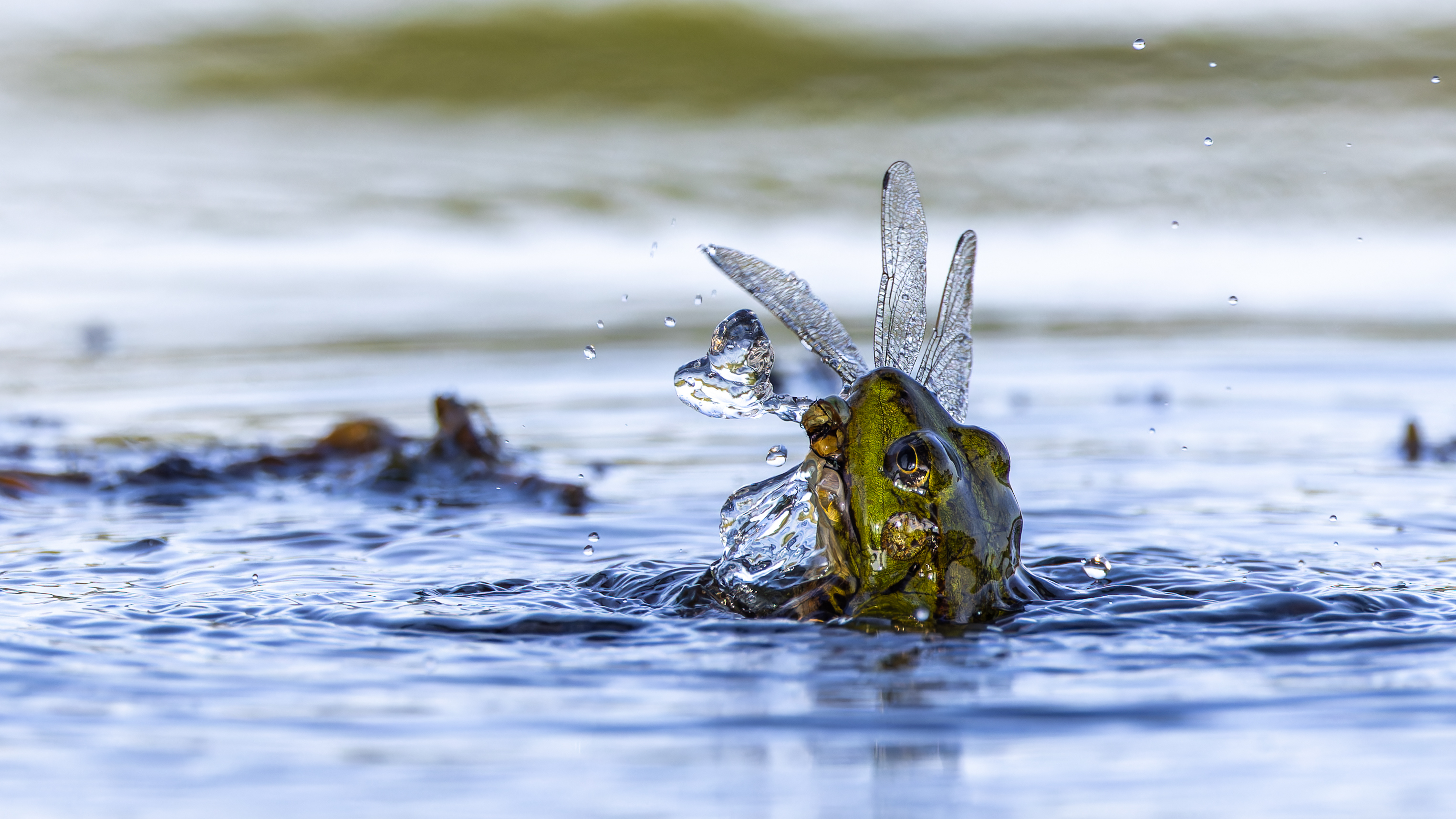 Biodiverzita na tůních a mokřadech 3