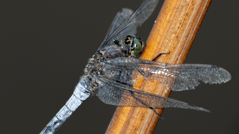 Biodiverzita na tůních a mokřadech 4