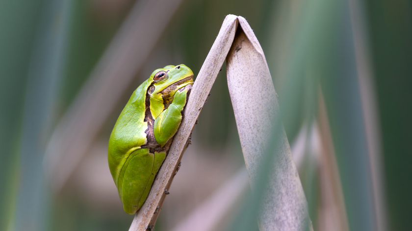 Biodiverzita na tůních a mokřadech 6