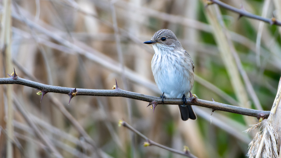 Biodiverzita na tůních a mokřadech 7