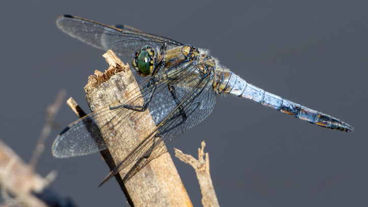 Biodiverzita na tůních a mokřadech 8