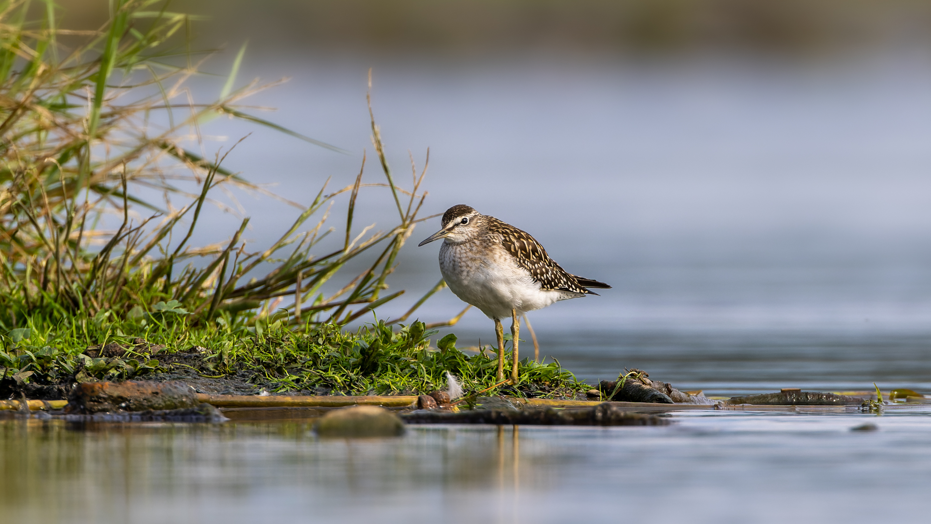 Biodiverzita na tůních a mokřadech 9
